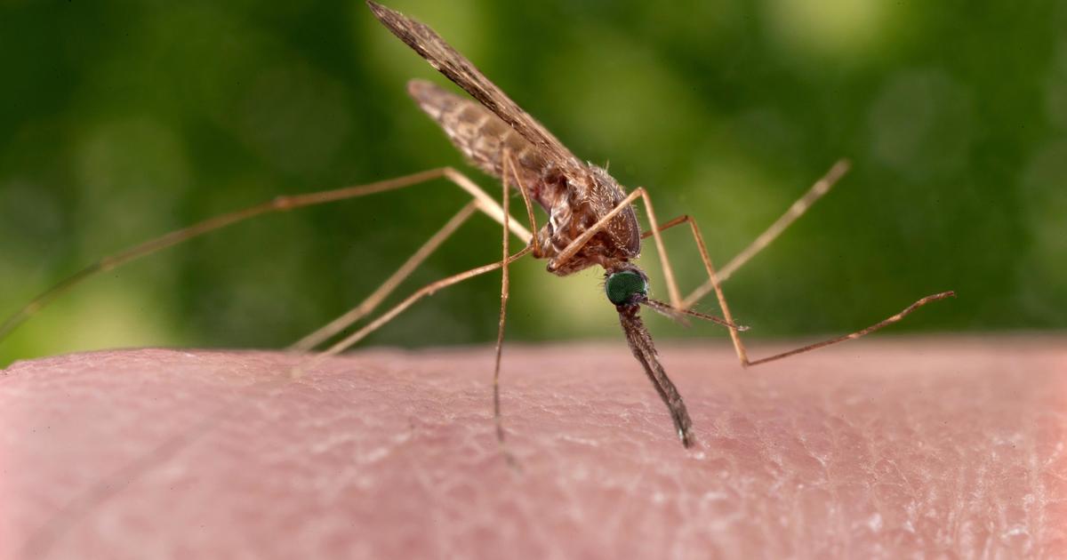 在发生几起人类病例后，佛罗里达州的蚊子中确认了疟疾