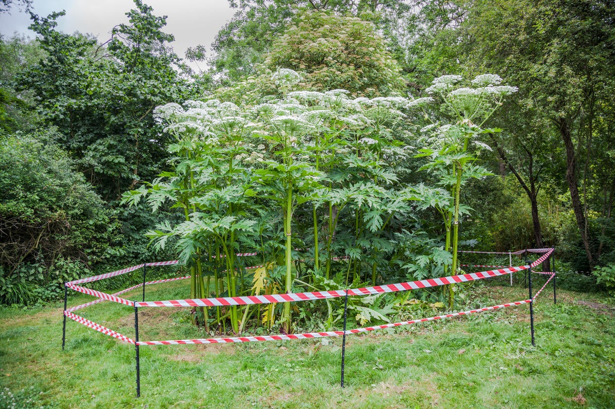 These giant beautiful flowers can leave you with burns, blisters and ...