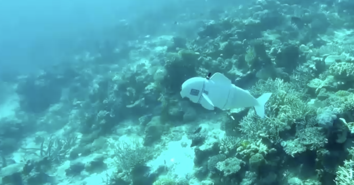 How a robot fish as silent as a spy could help advance ocean science and  protect the lifeblood of Earth - CBS News