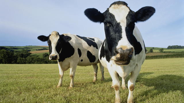 Two Holstein-Friesian cows in field, England 