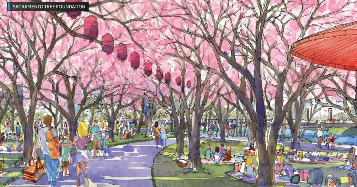 サクラメントに桜が咲きます：「花見ライン」公園着工