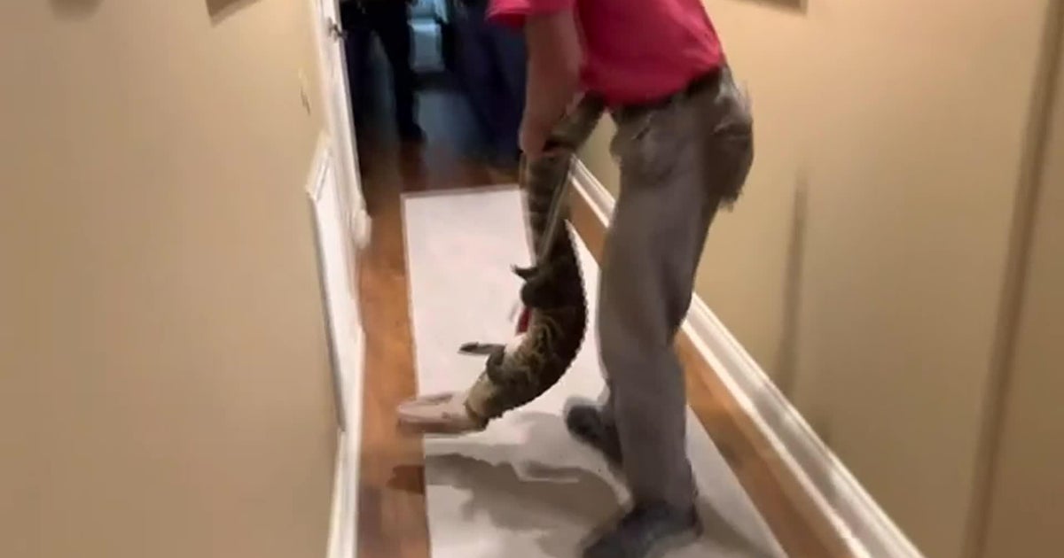 Gator sneaks into Louisiana home through doggie door - Vimarsana News
