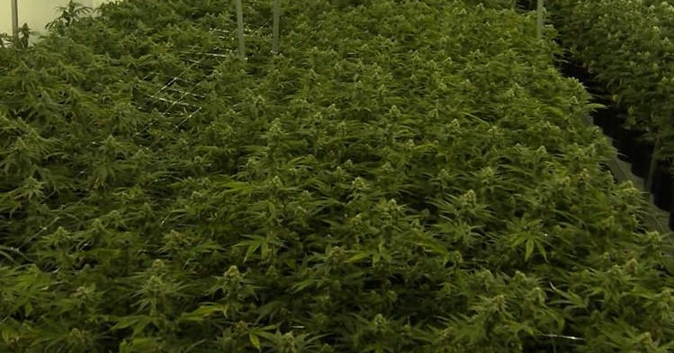 Maryland weed dispensaries have 'high' expectations ahead of recreational marijuana legalization