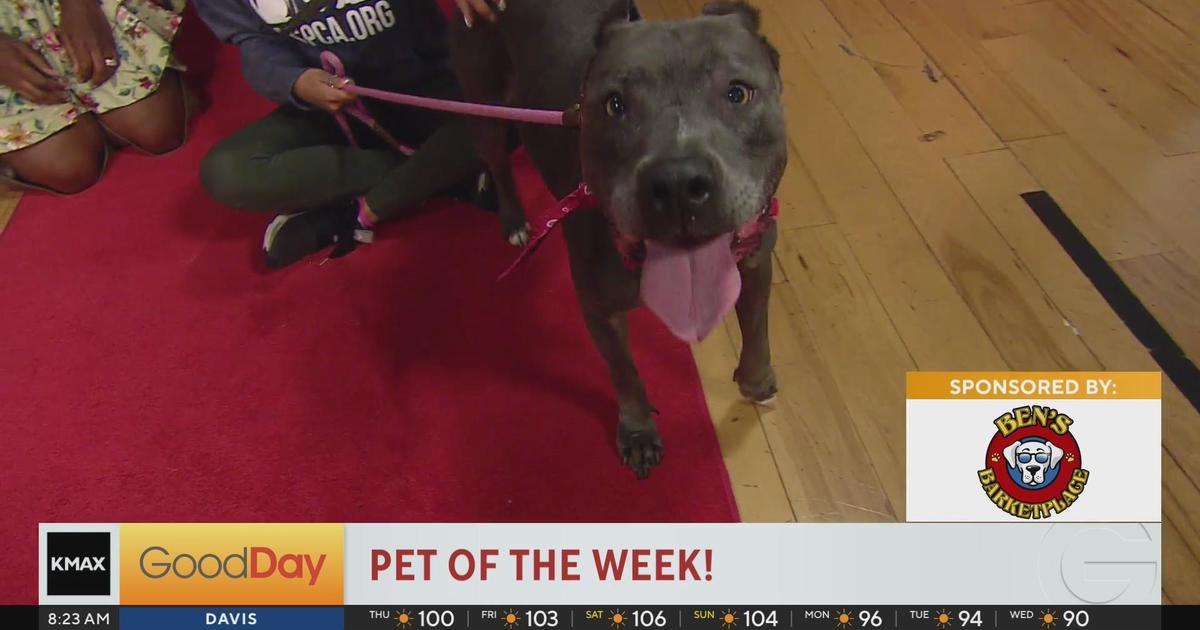 Sacramento SPCA Pet of the Week - meet Roxanne! - Good Day Sacramento