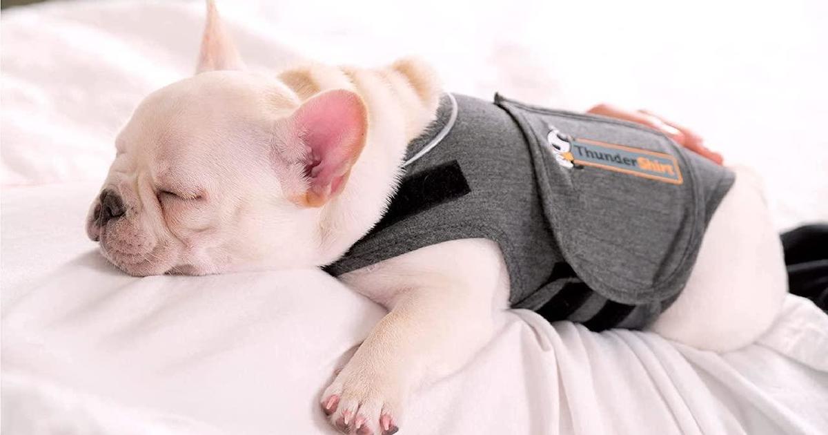 Best thunder shirts for dogs scared of fireworks - CBS News