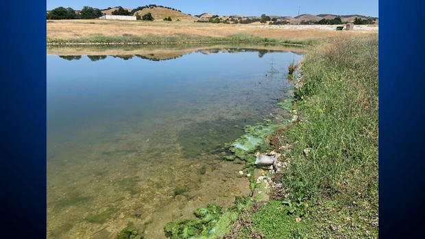 lake-san-antonio-toxic-algae-063023.jpg 