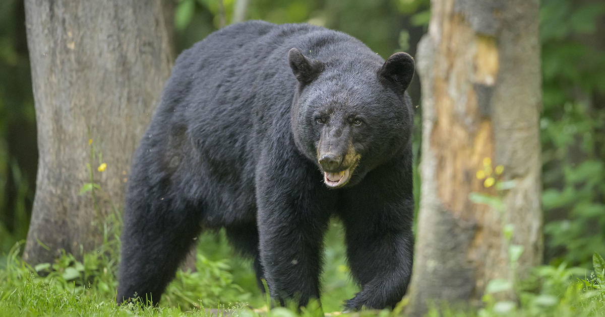 Bear spotted in Montgomery County: Pennsylvania Game Commission
