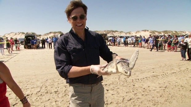 lee-cowan-releasing-turtle.jpg