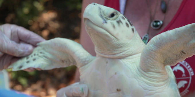 Helping endangered sea turtles, by air 