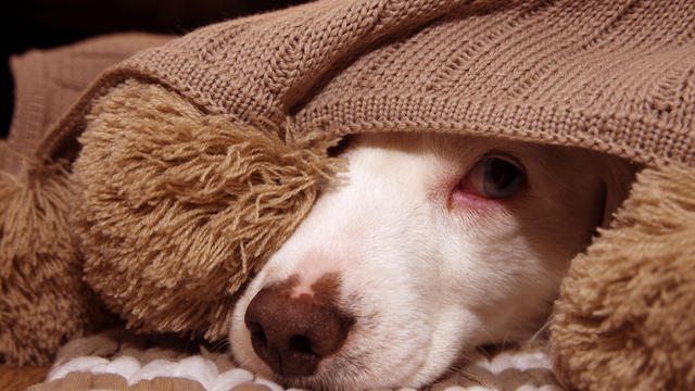 SICK OR SCARED DOG COVERED WITH A WARM  TASSEL BLANKET 