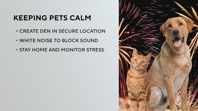 16pkg-ss-pets-and-fireworks-transfer-frame-1174.jpg 