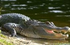 0704-en-alligator-2101660-640x360.jpg 