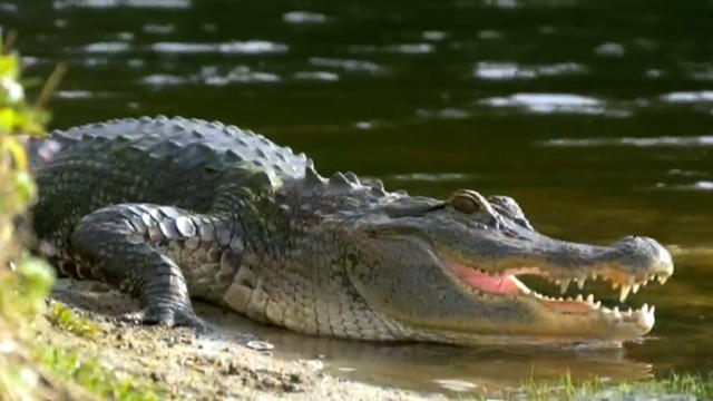 0704-en-alligator-2101660-640x360.jpg 