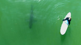 Shark attacks, sightings in New York and Florida put swimmers on high alert 