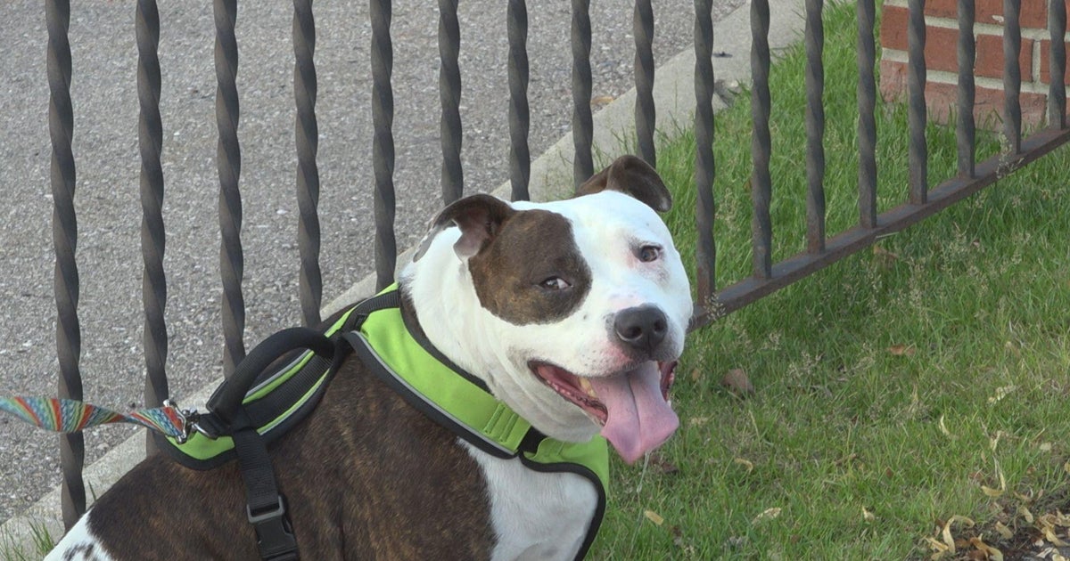 Fireworks show with your dog Experts say that may not be the best idea