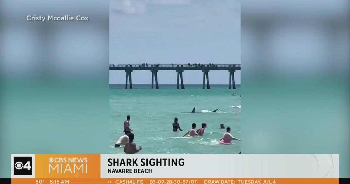 Caught on Digicam: Large shark swimming close to shore of crowded Florida beach front