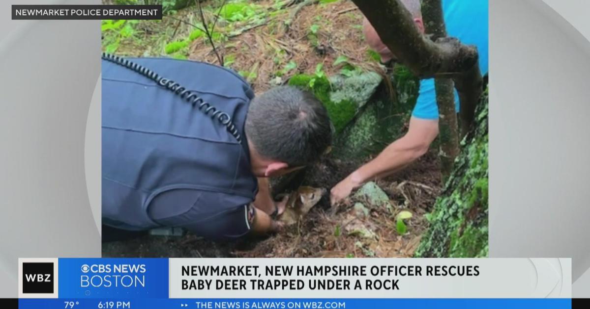 Baby deer rescued after falling into hole in Newmarket, New Hampshire