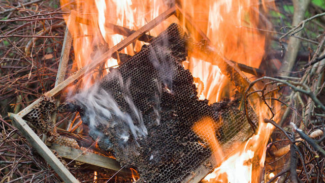 burning-bees.jpg 