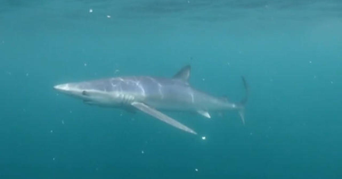 What’s behind the series of Long Island shark attacks?