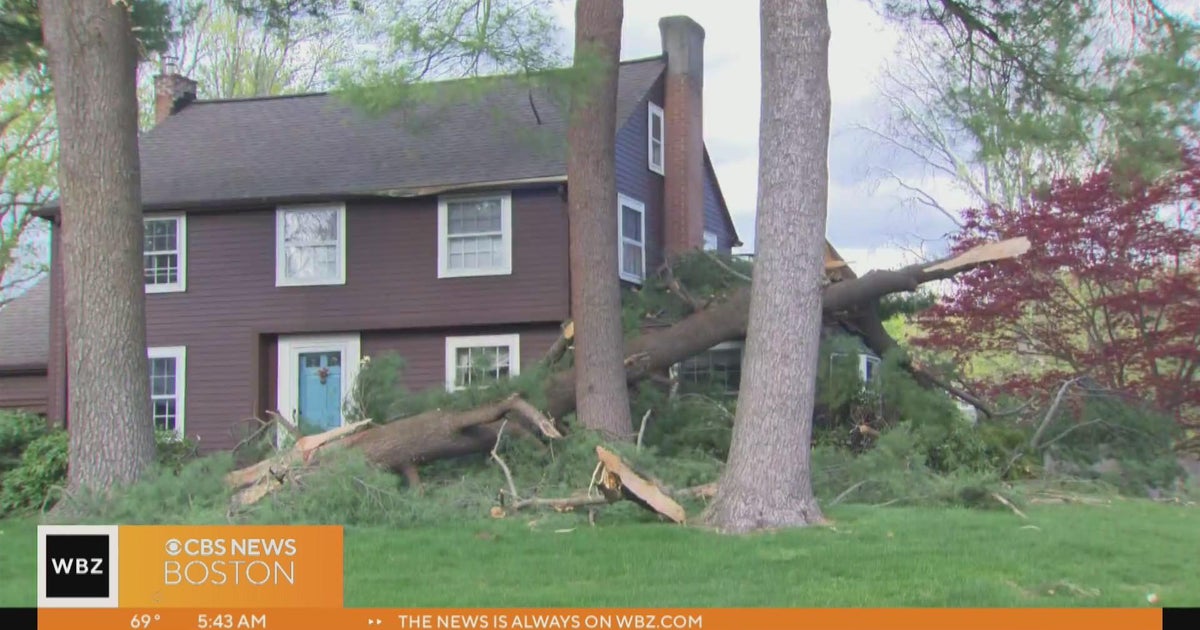 How to know if trees in your yard are in danger of falling during ...