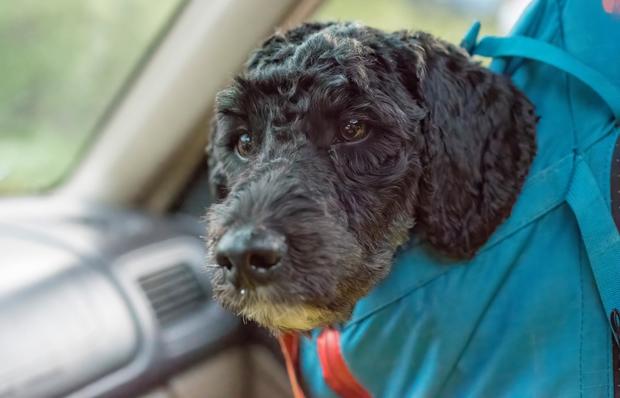 labradoodle-rescue.jpg 