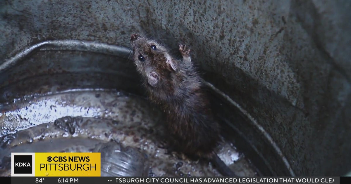 Parts of Leechburg has rat problem, residents say - CBS Pittsburgh
