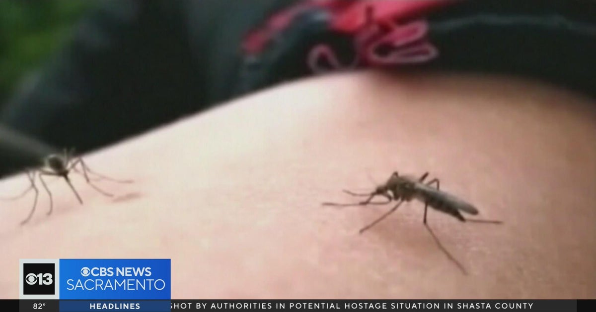 Placer County sees explosion of mosquitoes