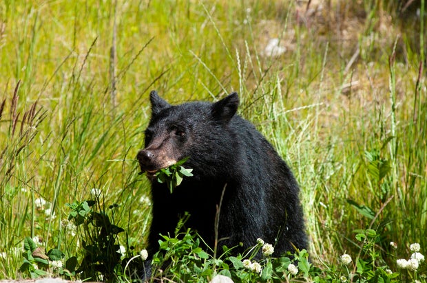 Vancouver Island, Vancouver Island, Canada