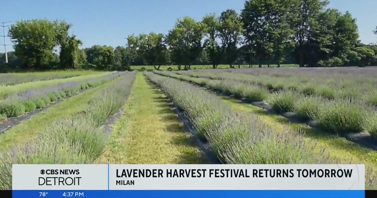 Annual Lavender Harvest Festival returns to familyowned farm in Milan