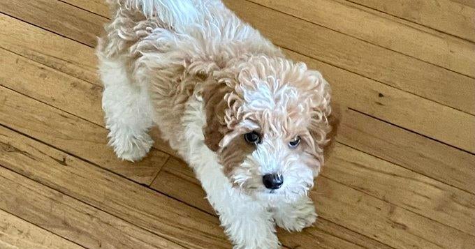 Therapy dog in training stolen in San Rafael Therapy dog in training stolen in San Rafael