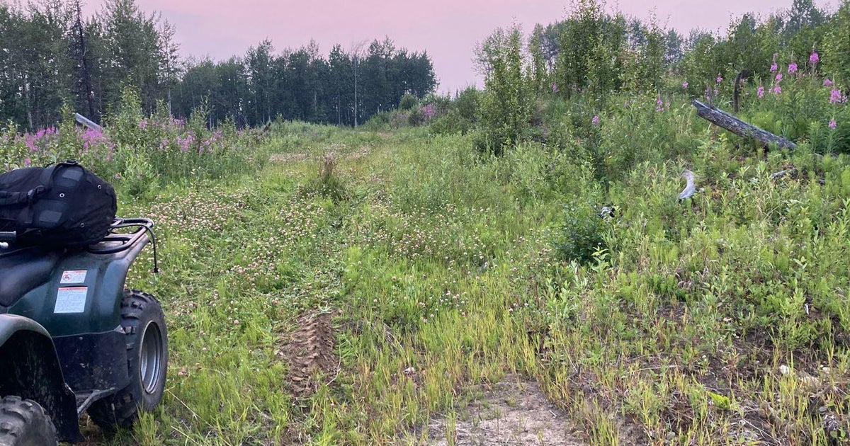 Ein Bär greift einen 21-jährigen Baumpflanzer in Kanada an und verletzt ihn schwer Ein Bär greift einen 21-jährigen Baumpflanzer in Kanada an und verletzt ihn schwer