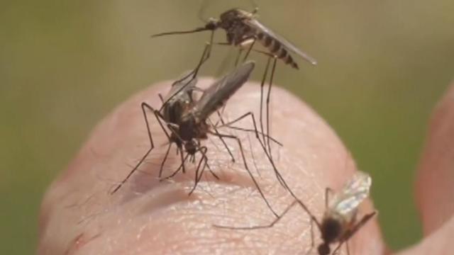 Return of the high heat isn't all bad as it means fewer mosquitoes 