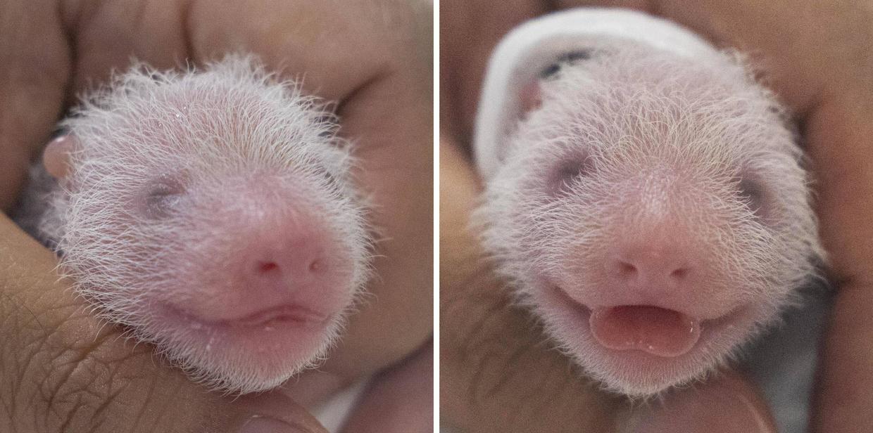 Rare twin panda babies welcomed at South Korea amusement park | WGHN