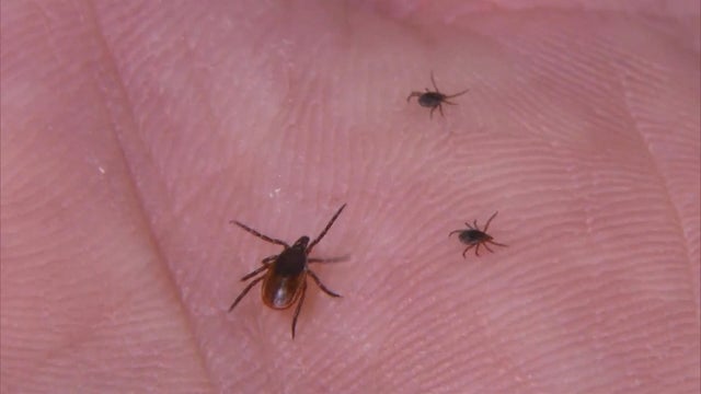 ticks2.jpg 