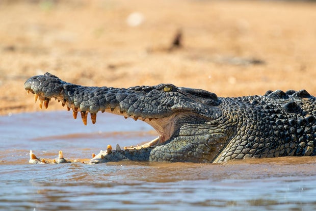 Crocodile attacks, injures man at popular swimming spot in Australia: Extremely scary