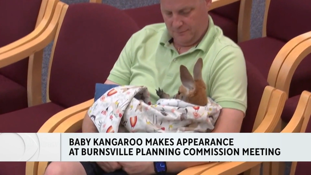 anvato-6422105-baby-kangaroo-makes-appearance-at-burnsville-planning-commission-meeting-8-9135.png 
