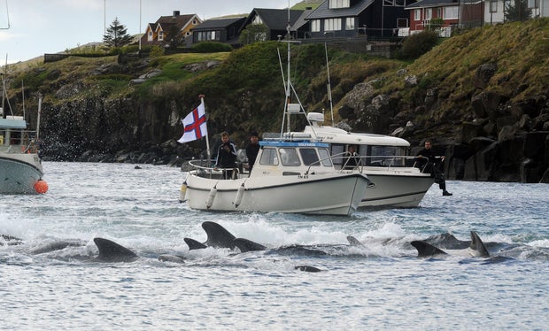 DENMARK-FISLANDS-FISHING-WHALE-TRADITIONS