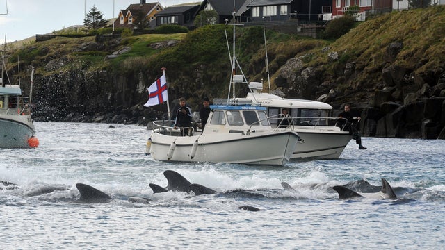 78 whales killed in front of cruise ship passengers