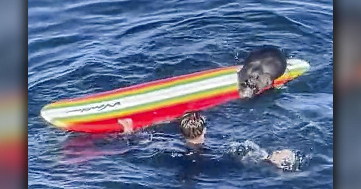 Wildlife officials search for rogue sea otter harassing Santa Cruz