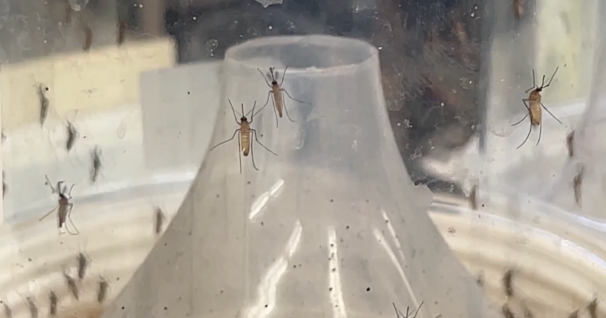 Sarasota County Mosquito Management taking measures to eradicate mosquitos carrying malaria