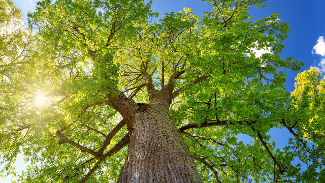 Tree foliage in morning light 