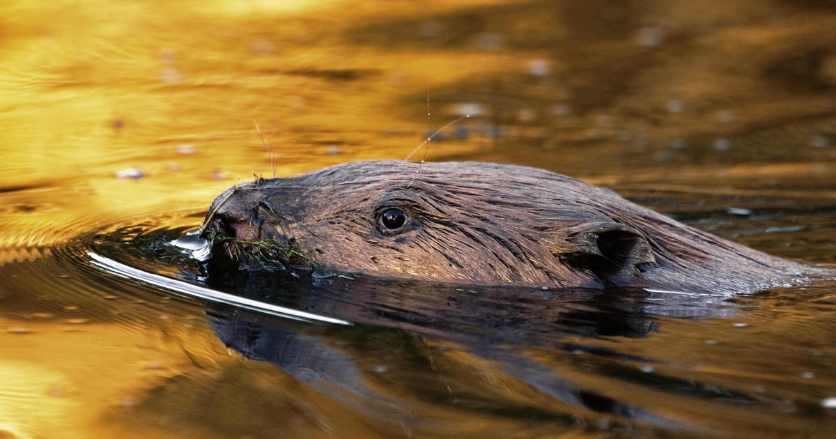 50-pound rabid beaver attacks girl swimming in Georgia lake; father beats animal to death