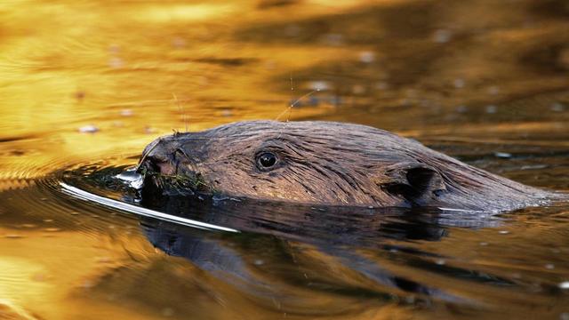 50-pound rabid beaver attacks girl swimming in Georgia lake
