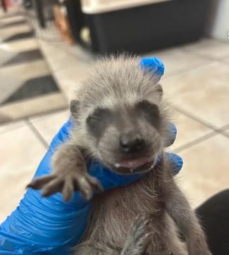 Baby raccoons rescued from Upland home chimney - CBS Los Angeles