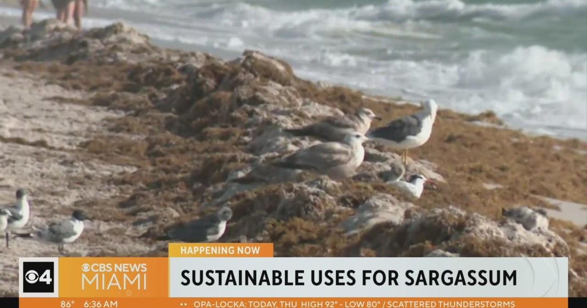 Miami-Dade non-gain troubles providers to find sustainable use for Sargassum seaweed