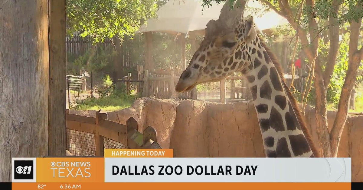 It's Dollar Day at the Dallas Zoo! CBS Texas
