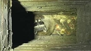 raccoon-in-chimney.jpg 