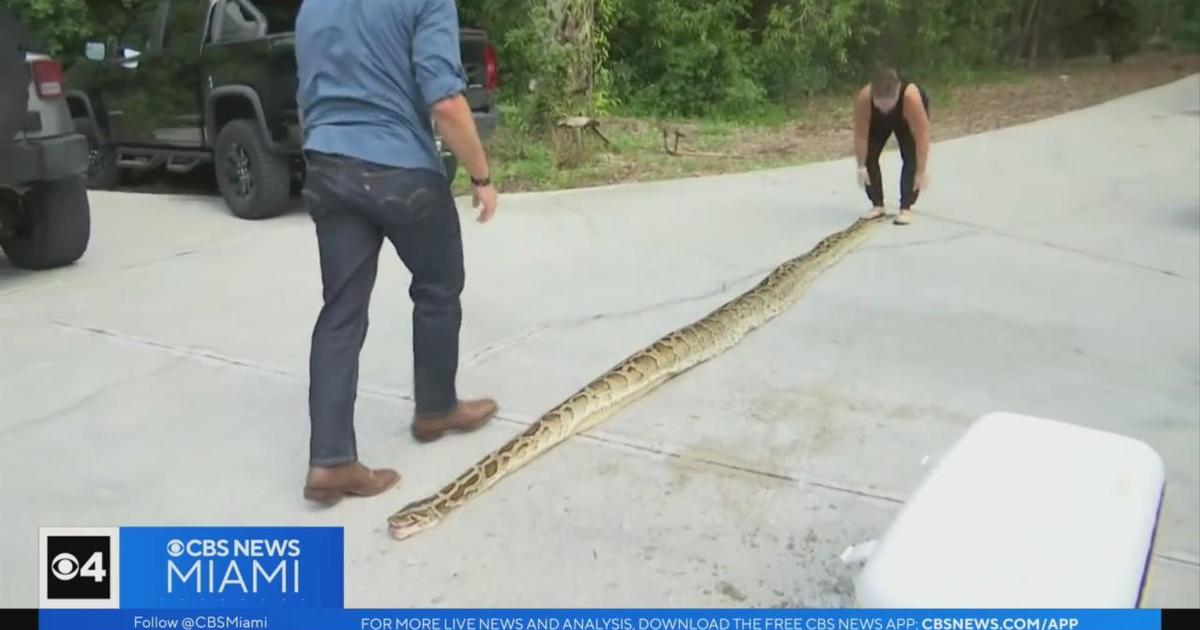 Python hunters wrestle 19-foot-long record-breaking snake #Shorts 