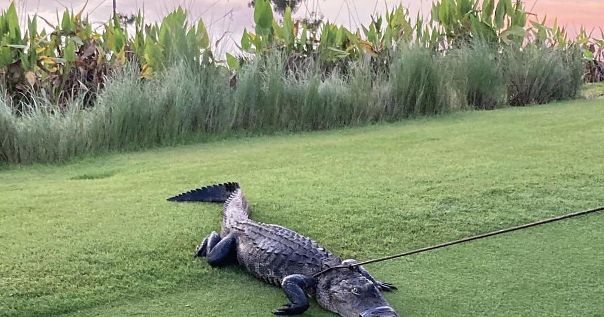 Guy, 79, going for walk ‘to keep healthy’ attacked by gator in Naples