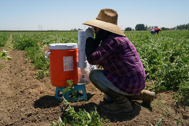 Agricultural workers endure high temperatures as a heat wave affects northern California 